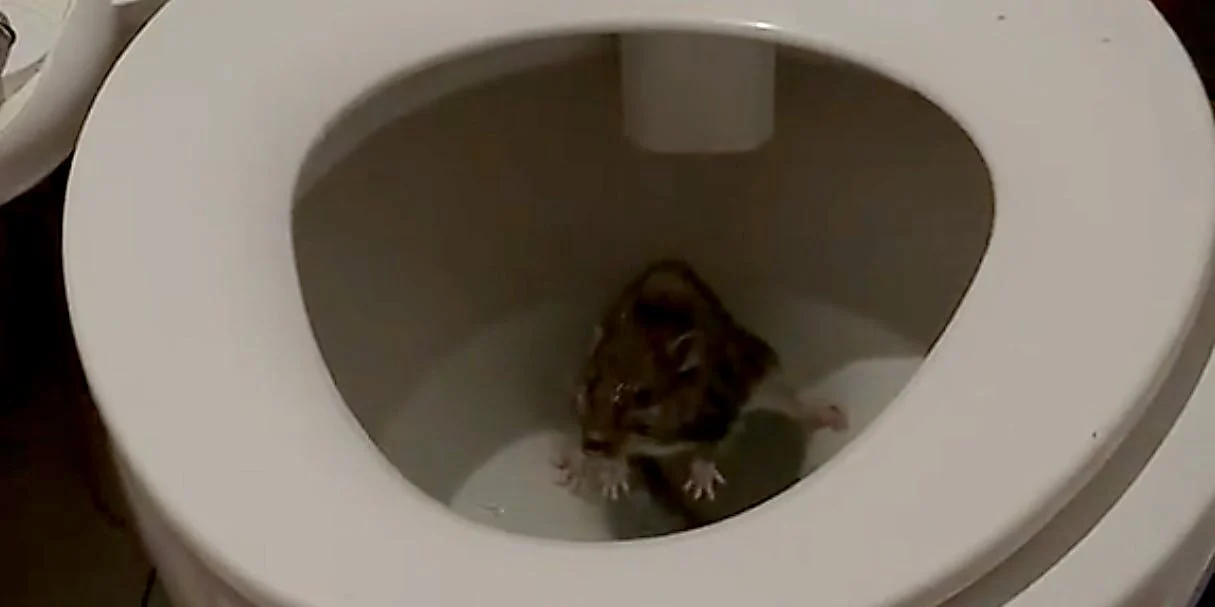 toilet-rat-nyc.webp