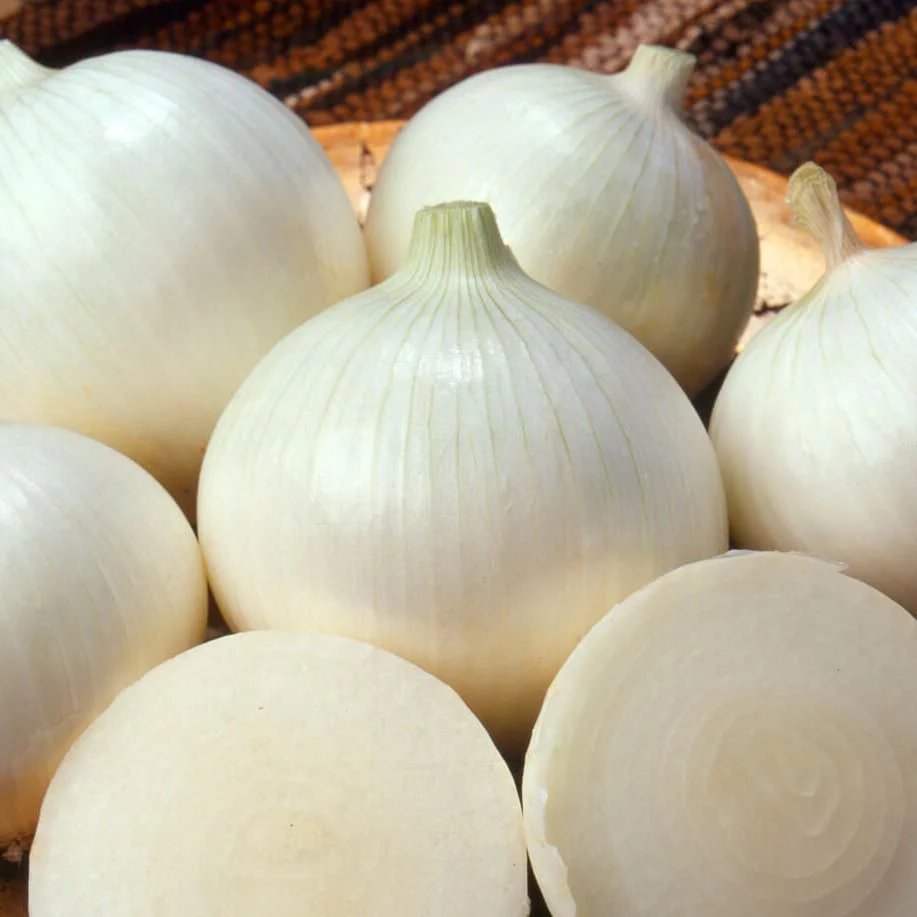 beyaz-sogan-tohumu-white-sweet-spanish-onion-1.webp