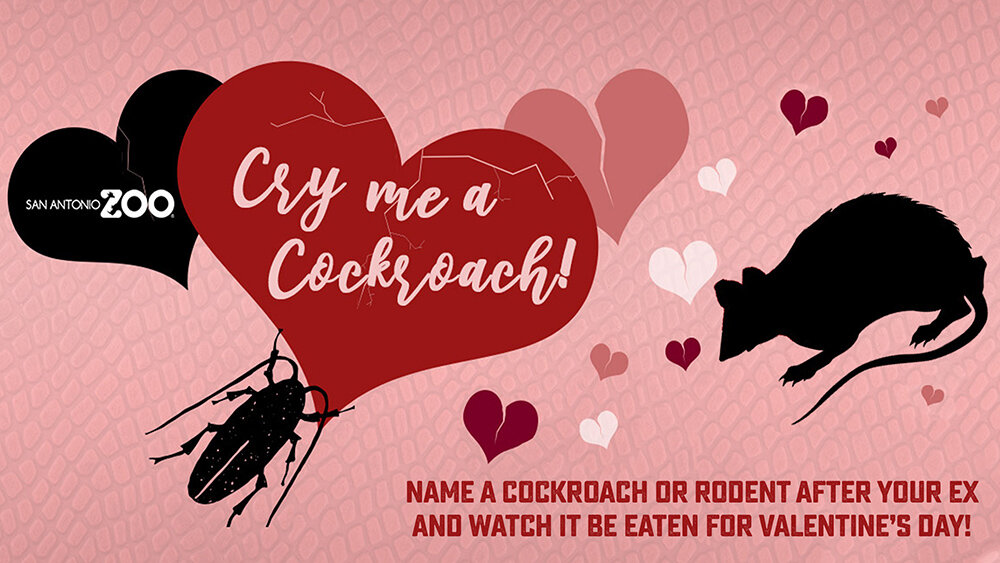 sa-zoo-crymeacockroach1000x667.jpg