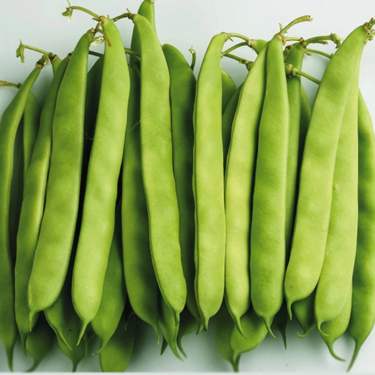 asya-bodur-oturak-fasulye-tohumu.webp