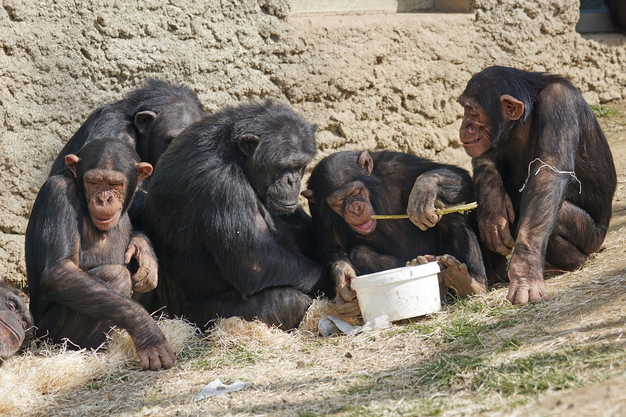 chimps-1273602-1280.jpg