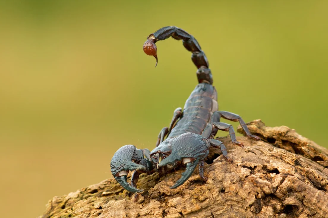 scorpio2-pzasch.webp