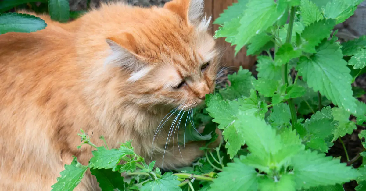 kedi-nanesi.webp