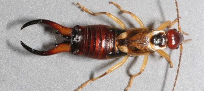 kulagakacan-ilaclama-670x300.jpg