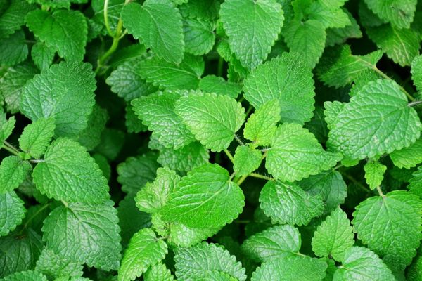 limon-otu.jpg