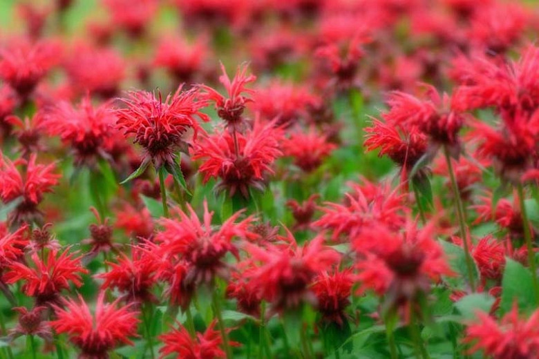 monarda.webp