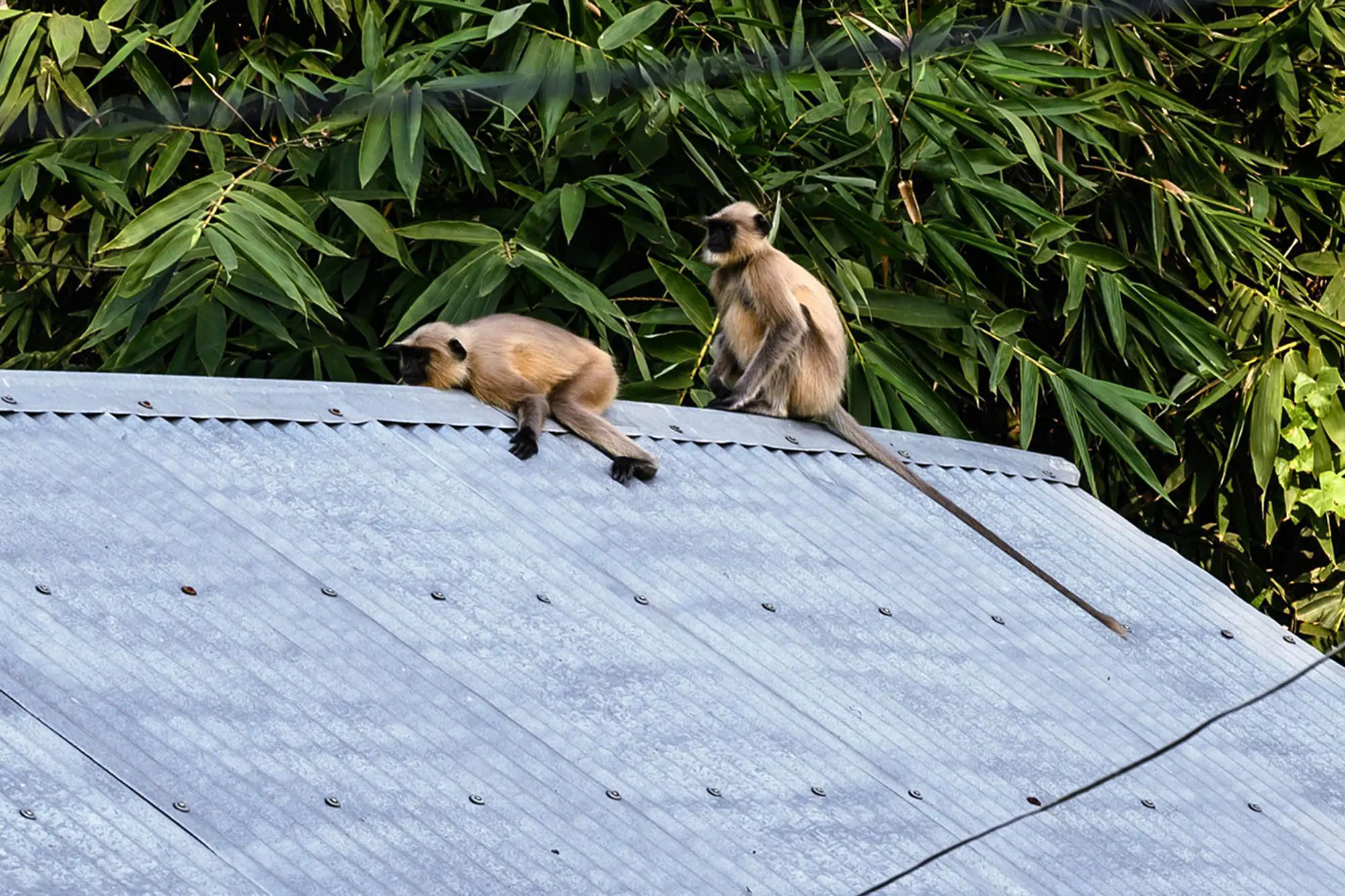monkeys-08.webp