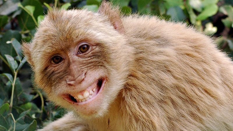0x0-hadi-ipucu-rh-ne-demek-rhesus-maymunu-hakkinda-bilgiler-hadi-ipucu-17-aralik-2018-1545036873328.jpeg