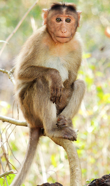 bonnet-macaque-macaca-radiata-photograph-by-shantanu-kuveskar.jpg