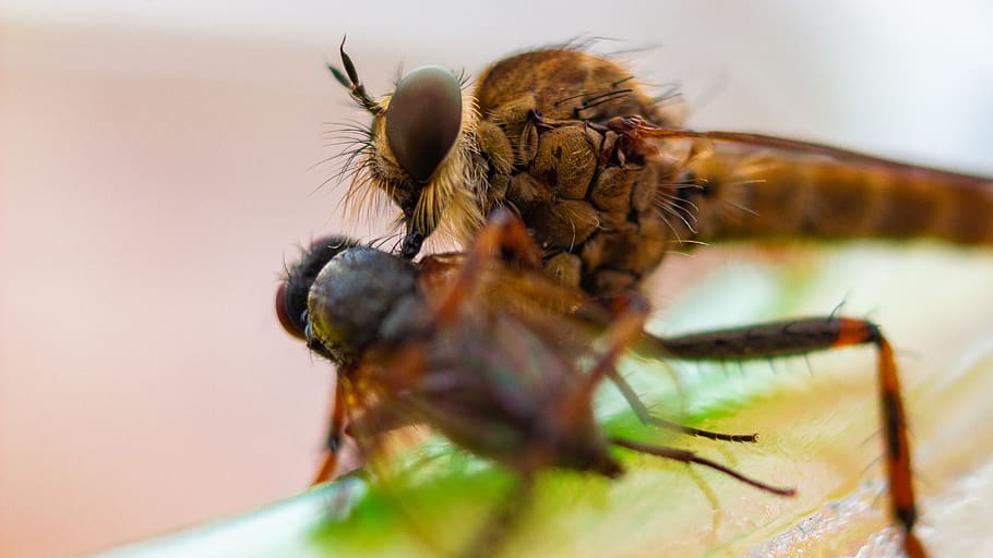 insect-mosquito-death-tod.jpg