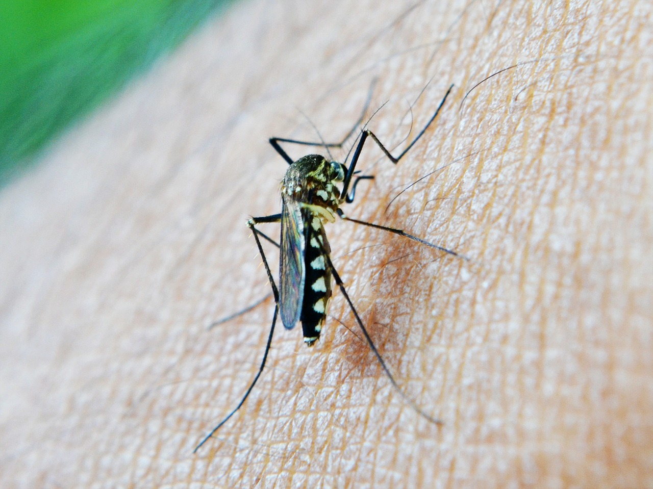 mosquito-213806-1280.jpg