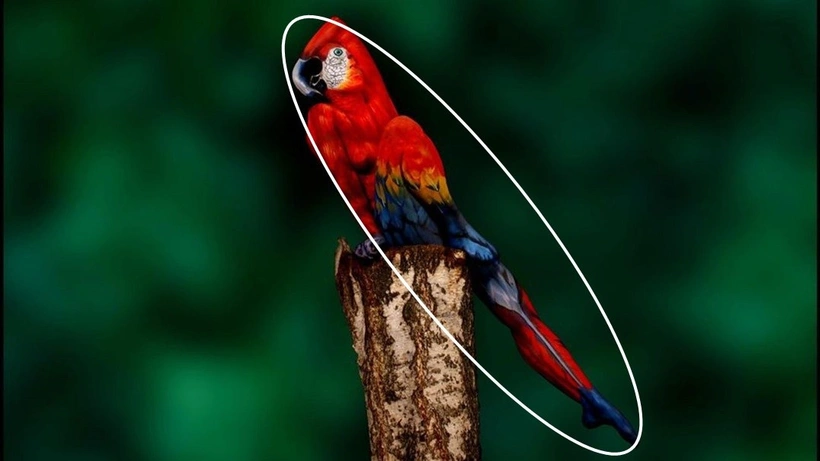 optical-illusion-iq-test-with-answe-ykm2.webp