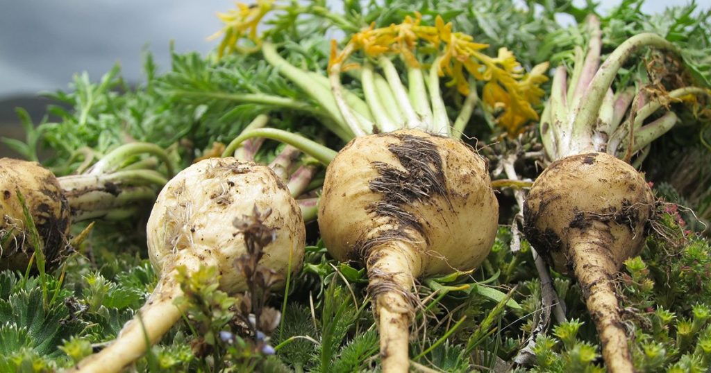 maca-kokleri-1024x538.jpg