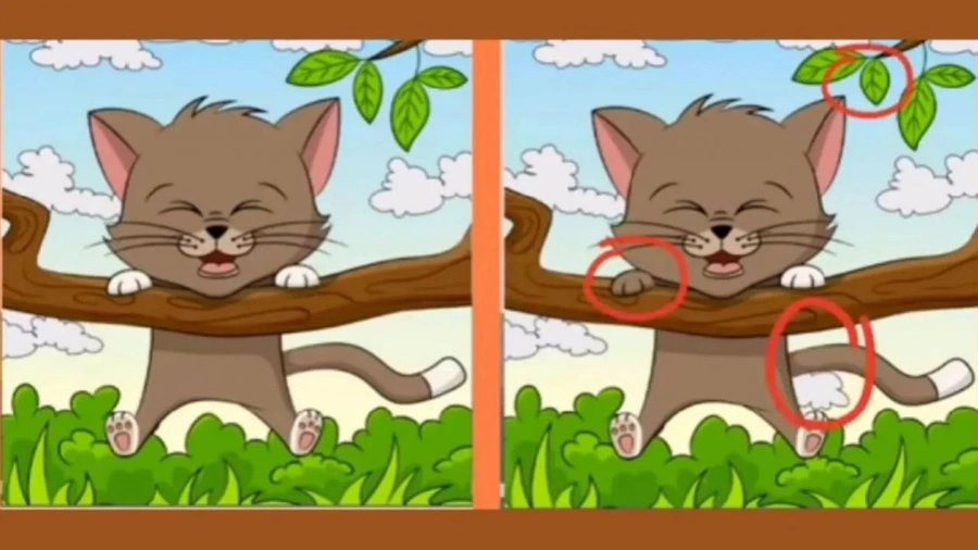 3-knkp.webp