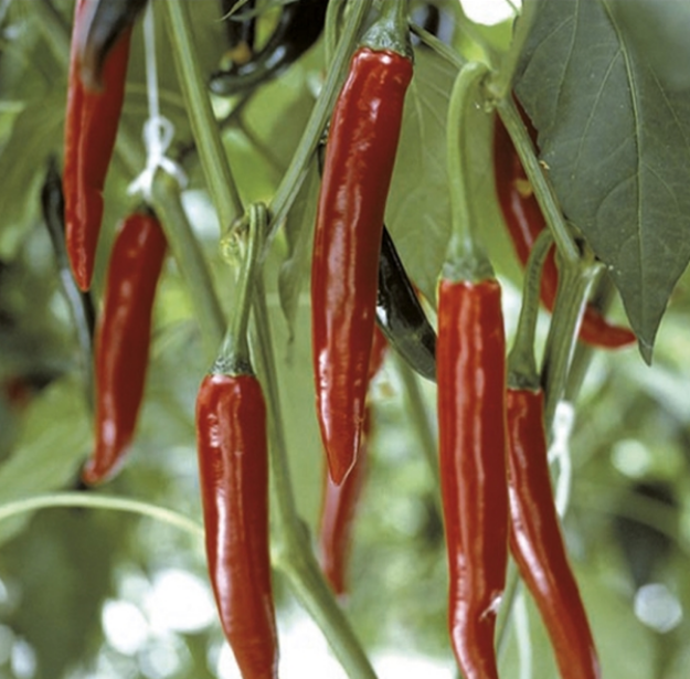 0007875-amando-f1-sili-biber-tohumu-625.png