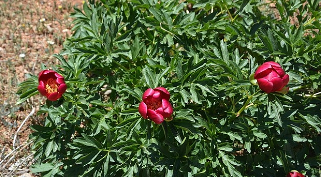 ayi-gulu-cicegini-koparana-80-bin-465-lira-ceza-var.jpg