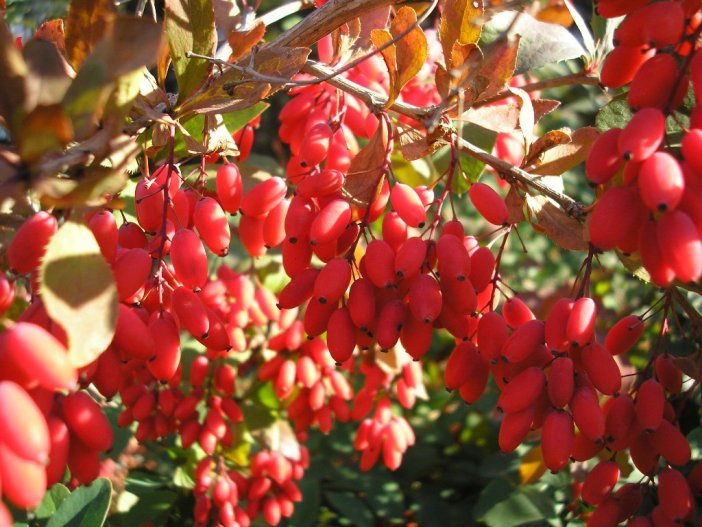berberis-vulgaris-desktop-wallpaper.jpg