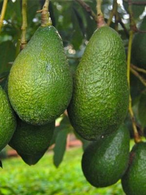 zutano-avokado-fidani-avokado-fidani-1063-45-o.jpg