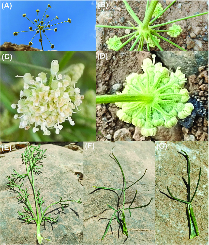 seseli-kurdistanicum-a-umbels-b-bracts-c-flowers-d-bracteoles-e-basal.webp