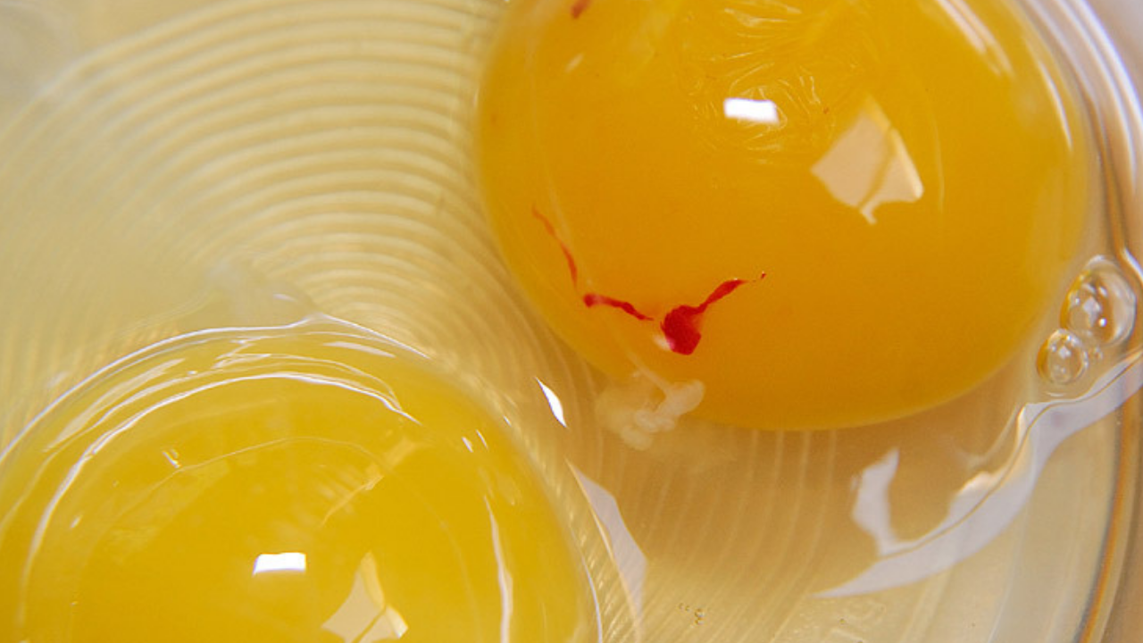 Что будет если съесть сырое яйцо. Пятна на желтке куриного яйца. Красные пятна на яичном желтке.