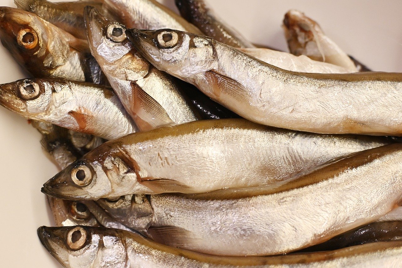 fish-8210152-1280.jpg