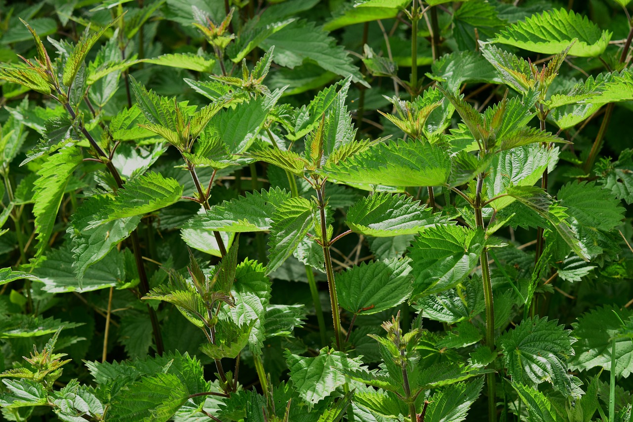 stinging-nettle-785292-1280.jpg