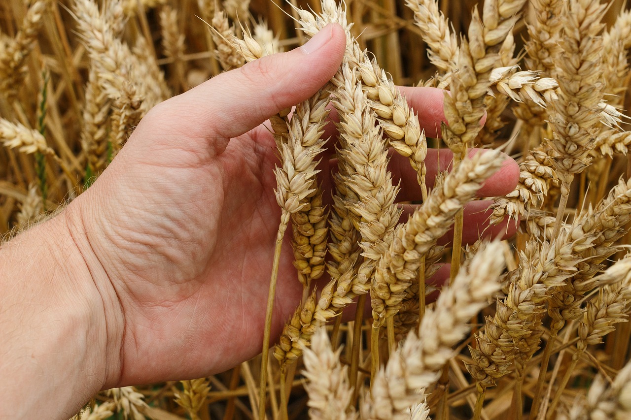wheat-1530321-1280.jpg