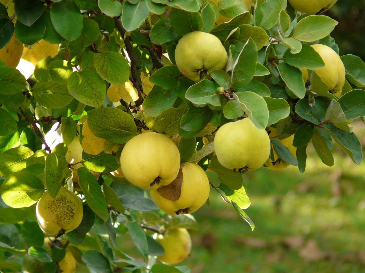 quince-61574-1280.jpg