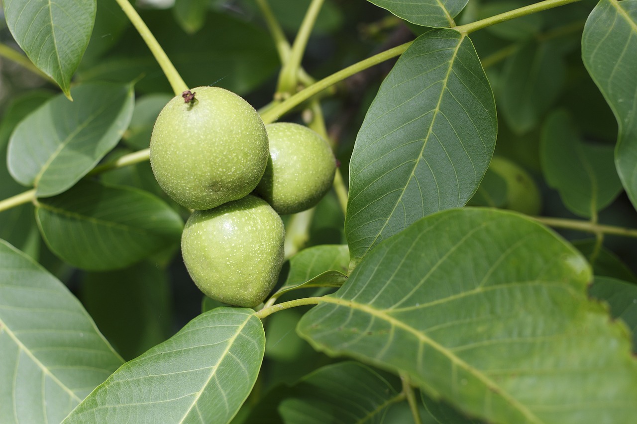 walnut-957785-1280.jpg