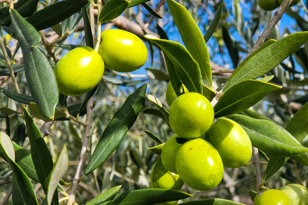 olive-7486982-1280.jpg