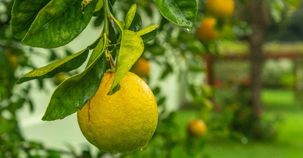yaprak-limon.jpg
