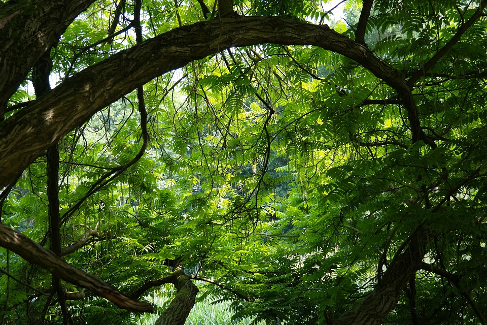 tree-141692-960-720.jpg