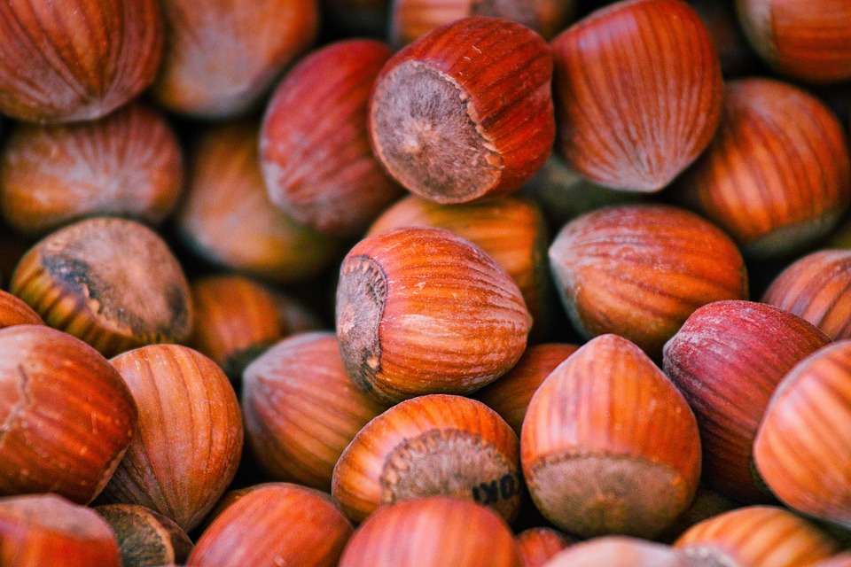hazelnuts-3752184-960-720-001.jpg