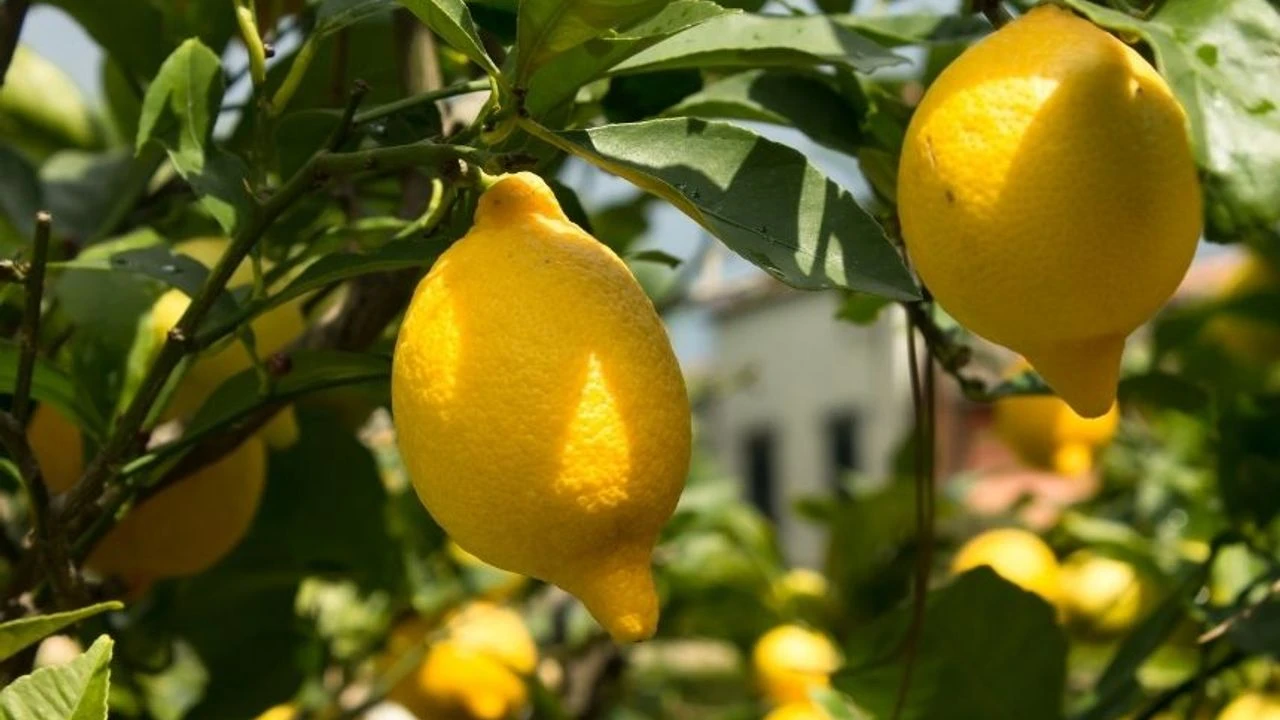 limonda.webp