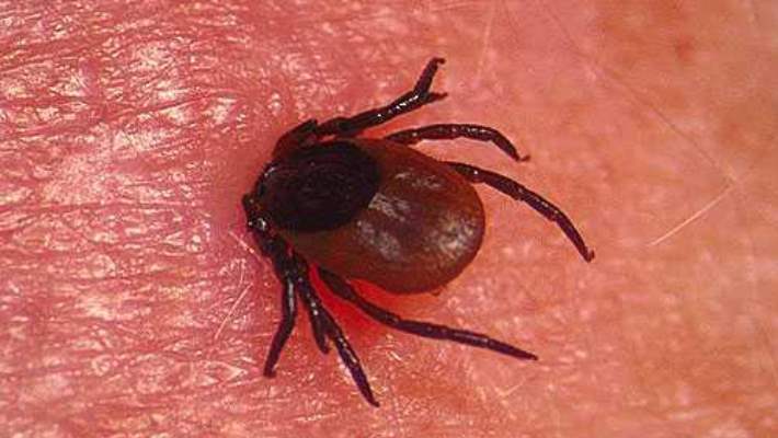 lyme-hastaligi-nedenleri-belirtileri-ve-tedavisi.jpg
