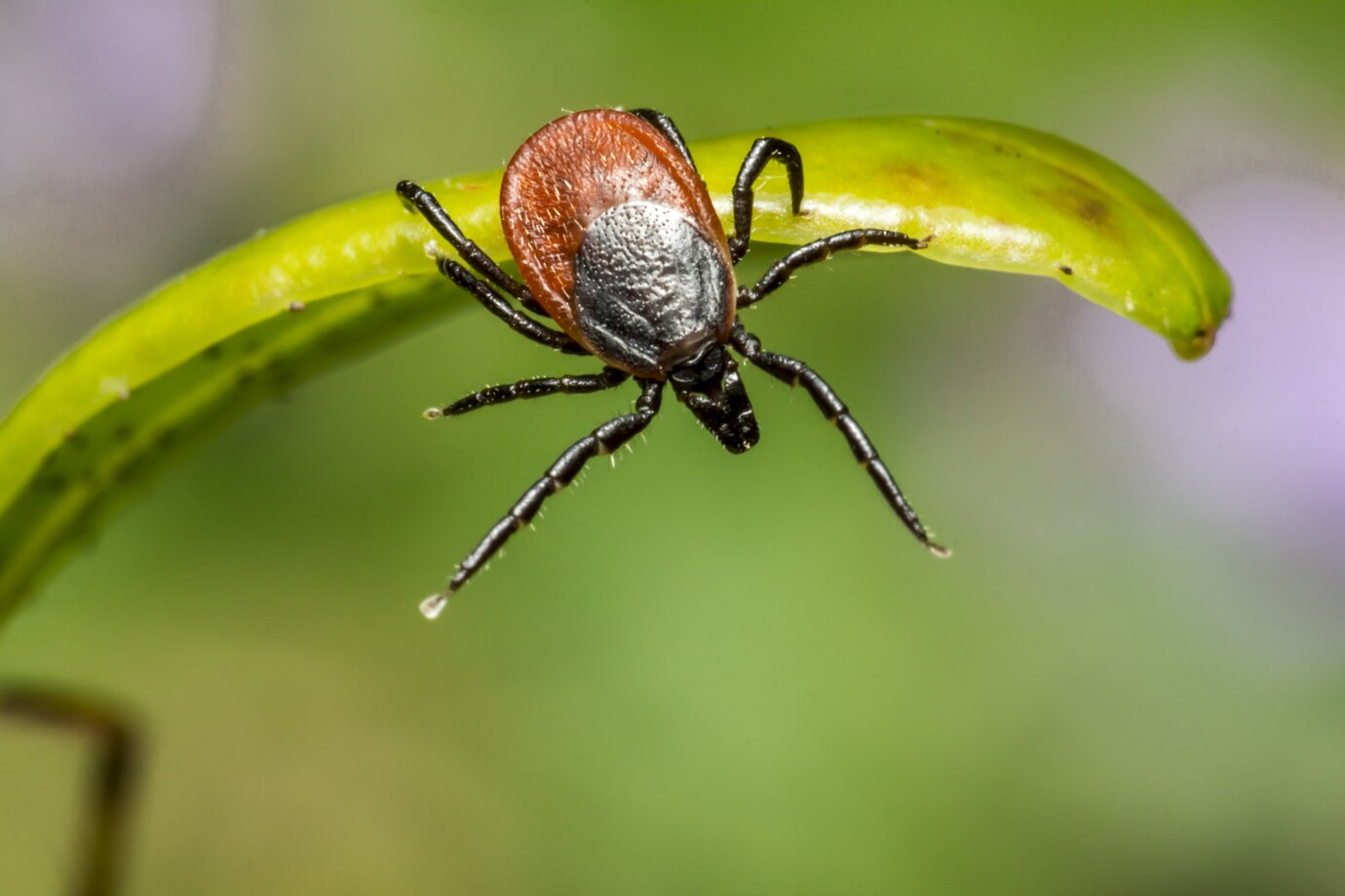 lyme-hastaligi.jpg
