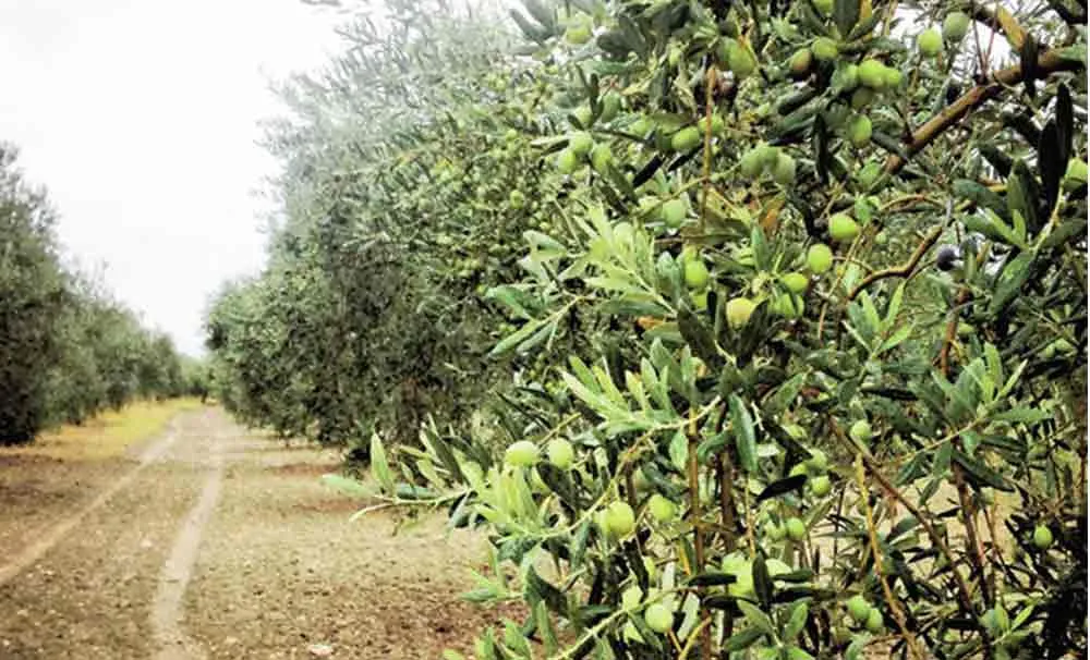 zeytin-agaclari.webp