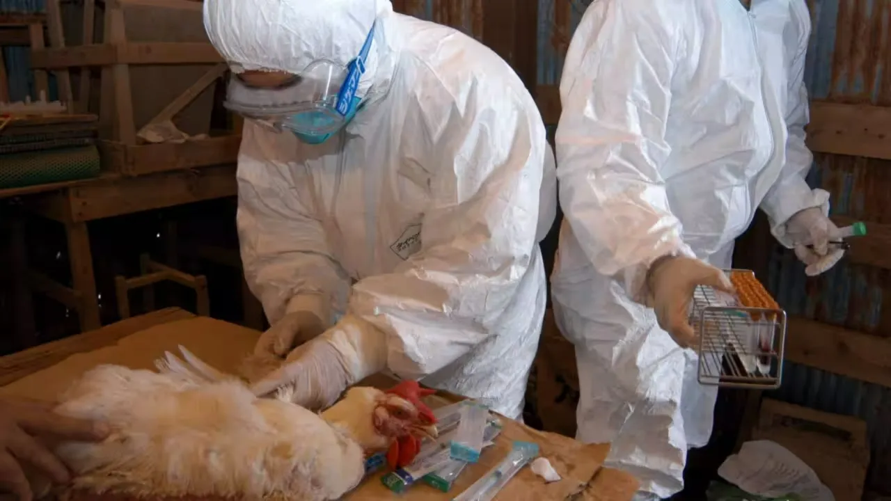 h5n2-z5km-cover.webp