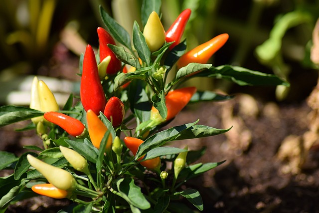 chili-pepper-1783761-640.jpg