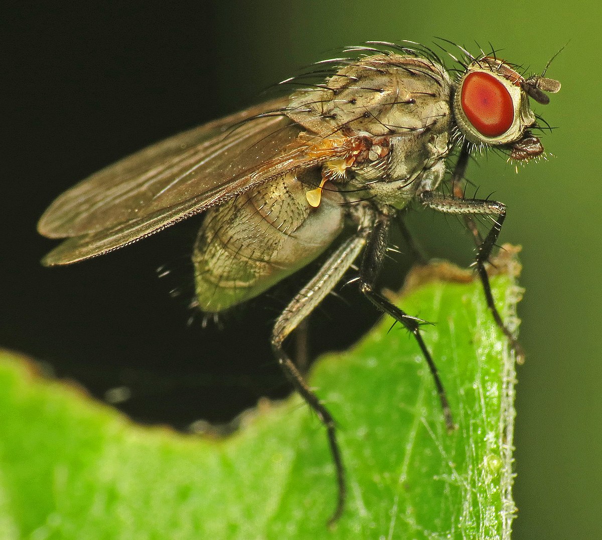 1200px-anthomyiidae-female-10144905255.jpg