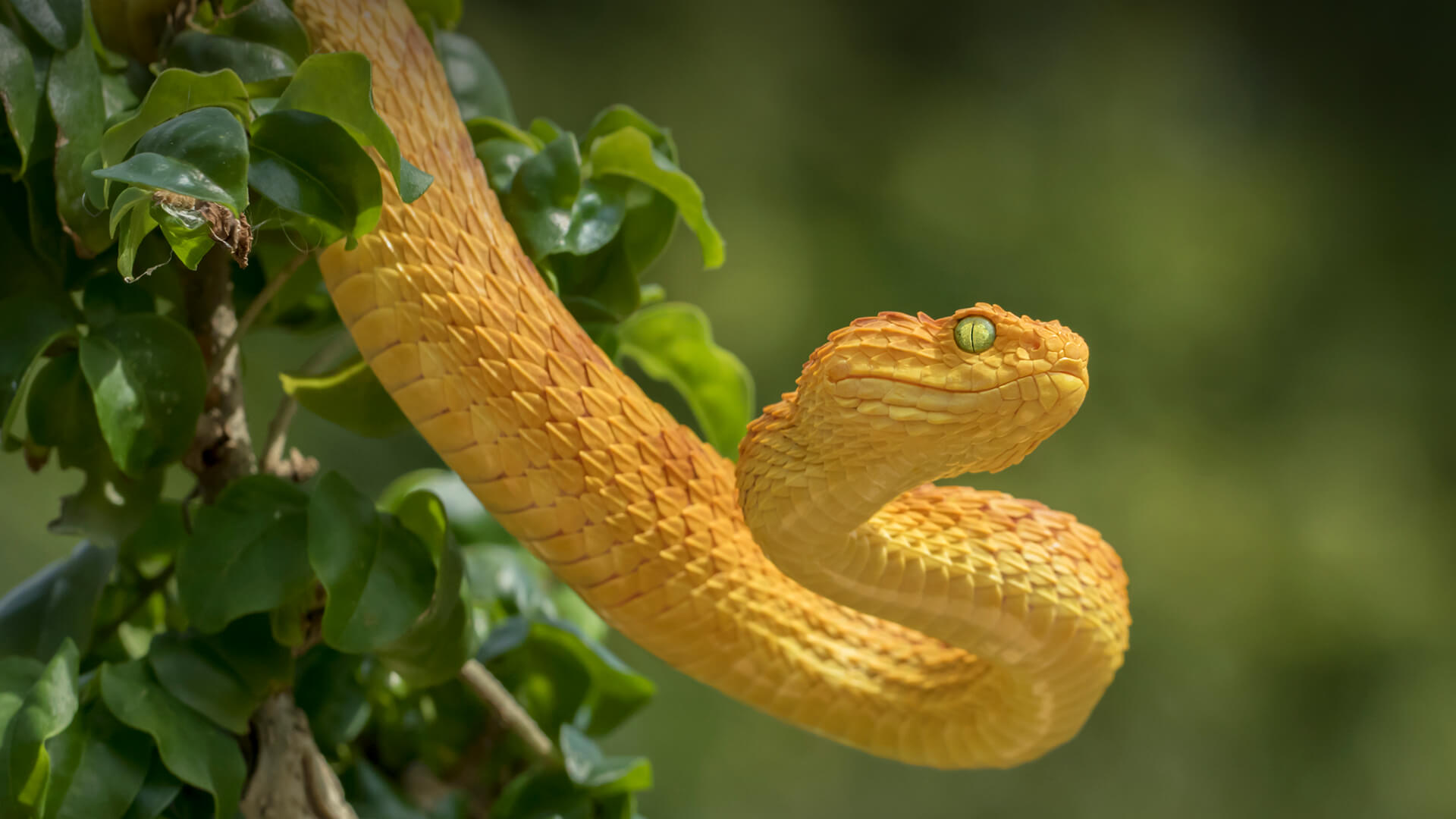 animals-hero-snakes.jpg