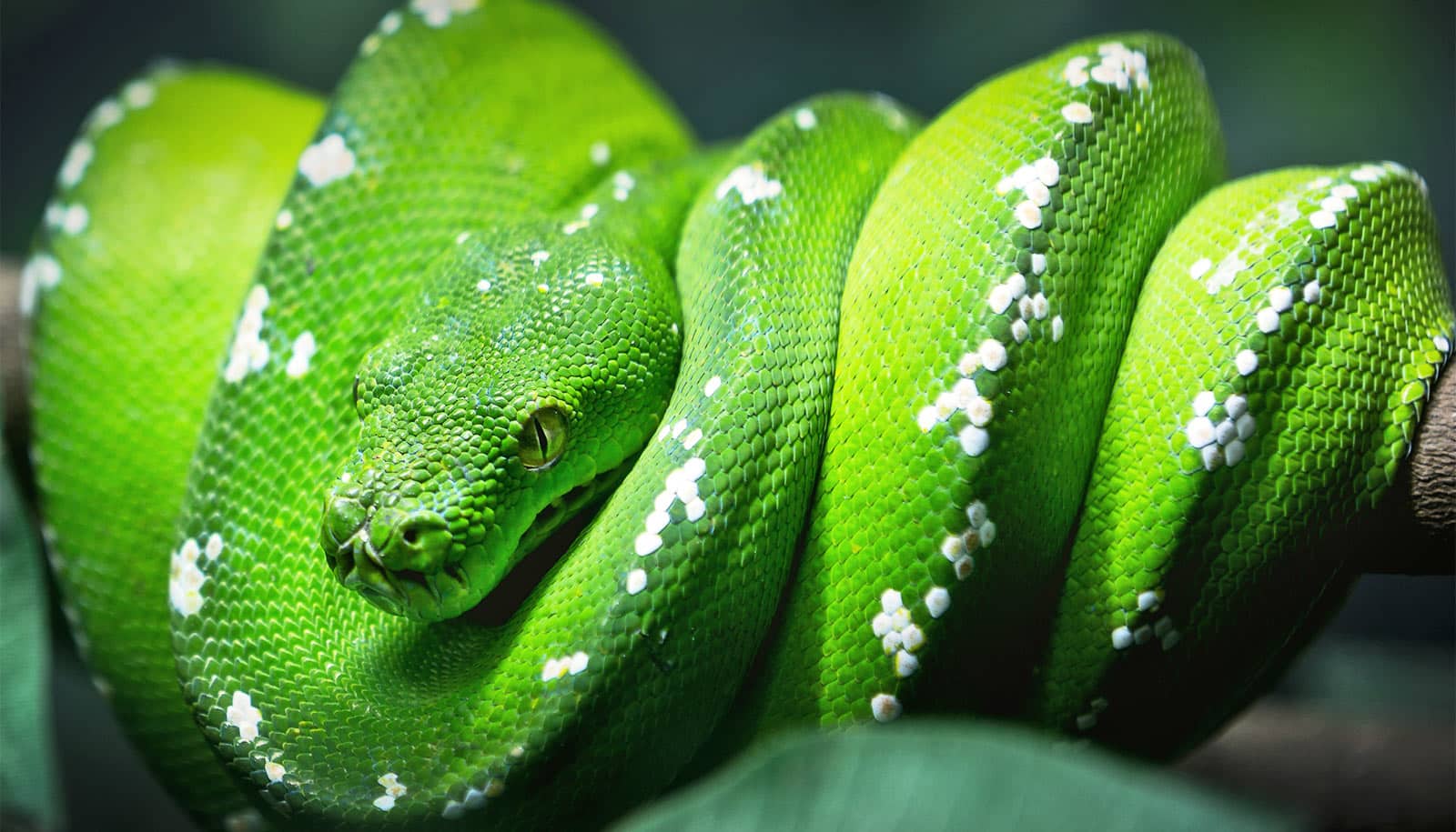 snake-evolution-1600.jpg