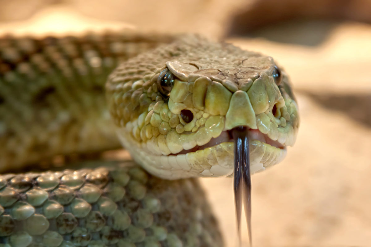 venomous-snake-pixabay-1200x800.jpg