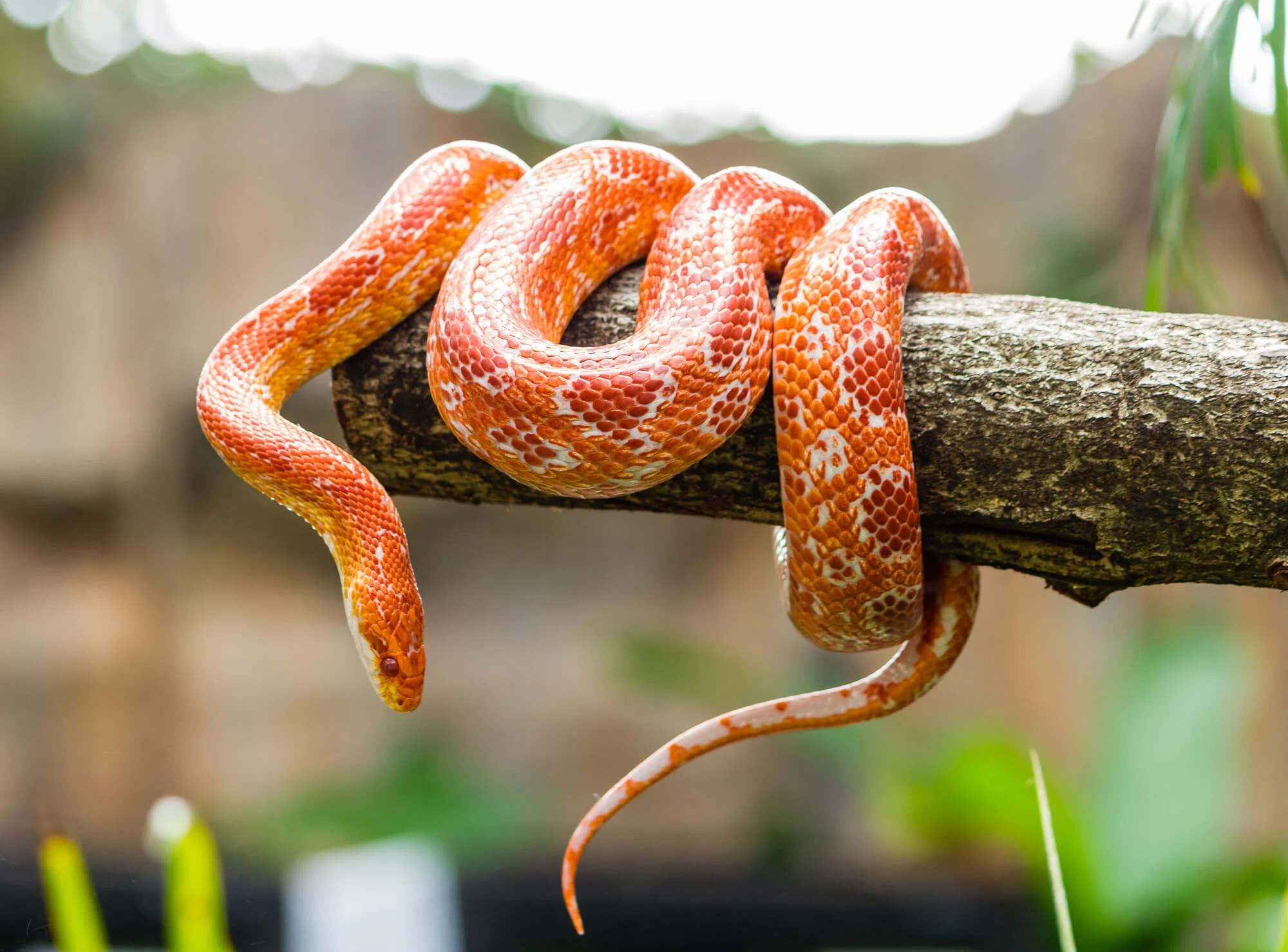 world-snake-day.webp