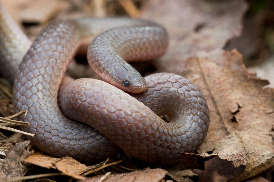 wormsnake-1800-01-photo-362754-c-park-visitor-some-rights-reserved-cc-by-nc-uploaded-by-park-visitor.jpg