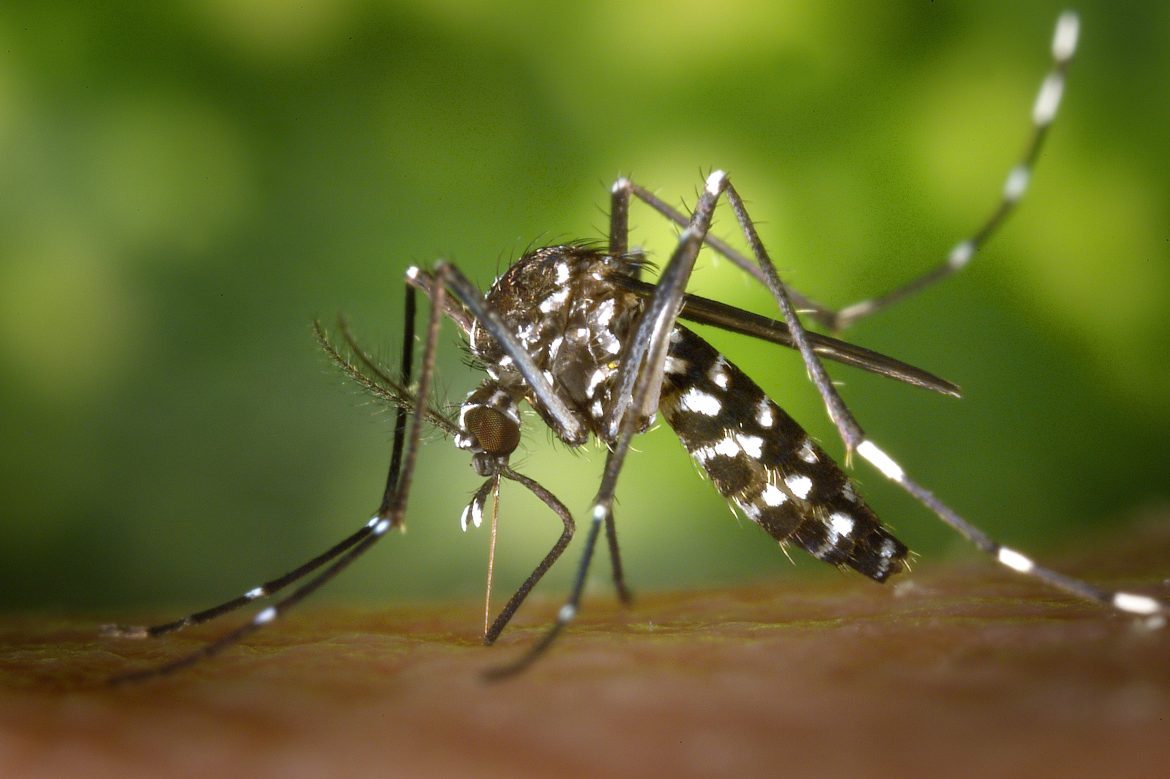 00-aedes-1170x779.jpg