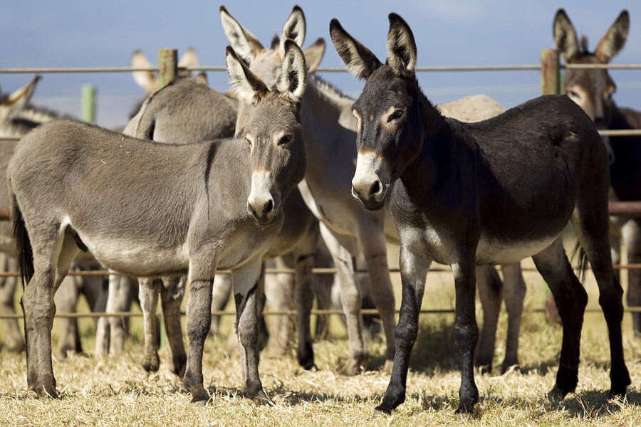 982155-1-05-20-hawaii-donkey-adoption-standard.jpg