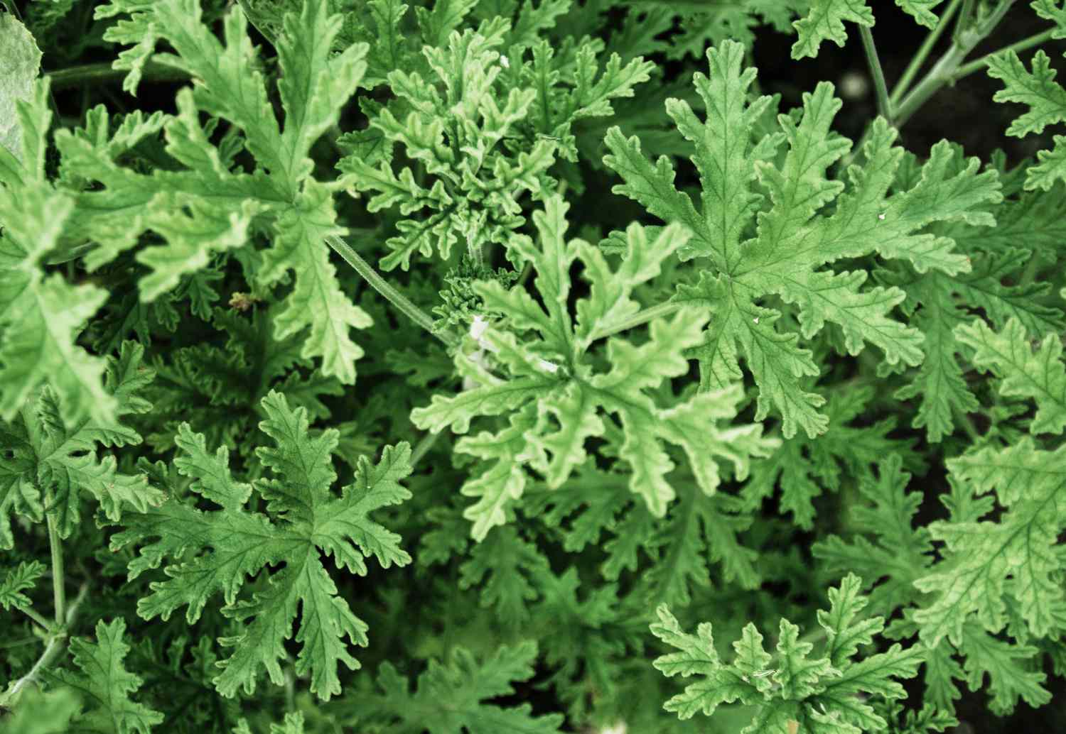 citronella-plant-2000-e8ba0cf293e54bb48f774eebe50cbc30.jpg