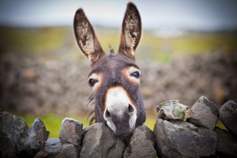 donkey-600-x-400.jpg
