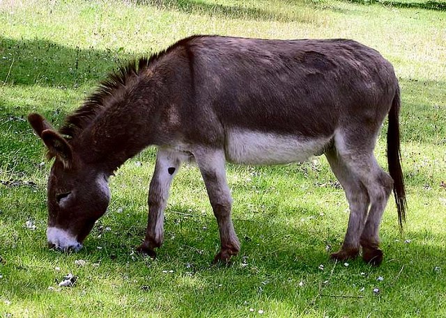 donkey-in-clovelly-north-devon-england.jpg